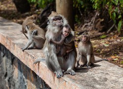 Casos de varíola do macaco são detectados na América do Norte e Europa (Foto: Reprodução/Pixabay)