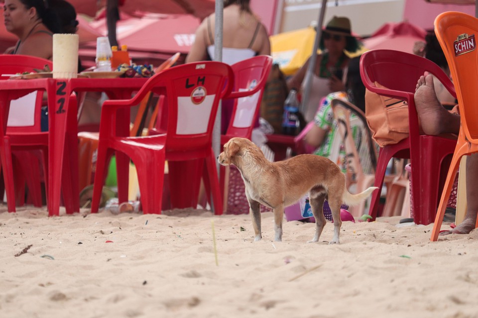 Cachorrinho sem tutor na faixa de areia (Foto: Ruan Pablo)