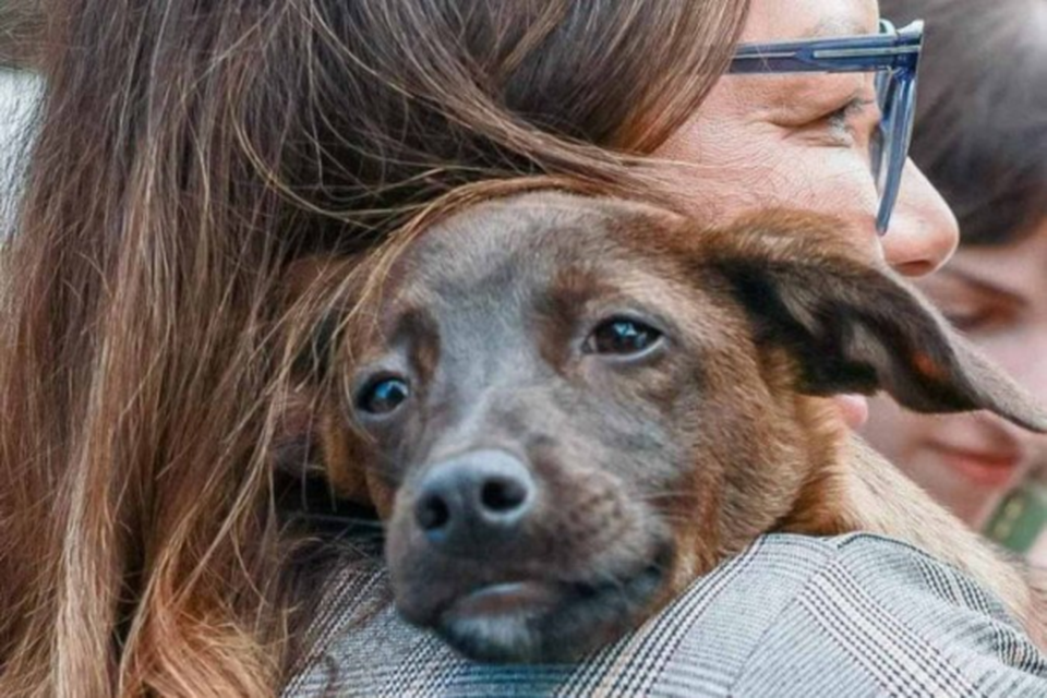 Janja adota cachorrinha vira-lata resgatada em Canoas, cidade gacha tambm atingida pela enchente  (Crdito: Cludio Kbne)
