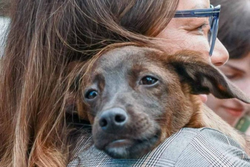 Janja adota cachorrinha vira-lata resgatada em Canoas, cidade gacha tambm atingida pela enchente 