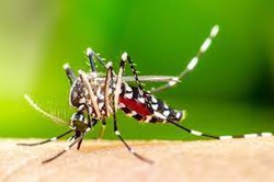 Mosquiso Aedes aegypti  transmissor de arboviroses