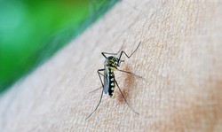 Terceira morte por dengue  confirmada no Estado  (Foto: Arquivo )