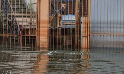 De acordo com a Defesa Civil do Rio Grande do Sul, 12.358 animais foram resgatados no estado 