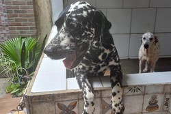 Seu pet est precisando de atendimento gratuito nesta segunda (17)? Veja onde  (Cortesia)