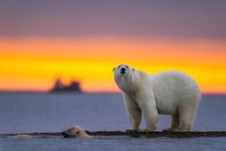 Urso polar  uma das espcies ameaadas de extino 