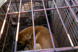 Na Coreia do Sul, cães são mantidos em cativeiro para que sejam abatidos e tenham suas carnes comercializadas