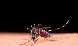 

A dengue é transmitida pelo mosquito Aedes aegypti; sua maior incidência, normalmente, ocorre no verão, devido ao período de chuvas
