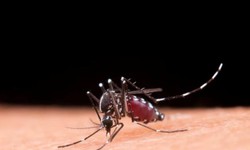 

A dengue  transmitida pelo mosquito Aedes aegypti; sua maior incidncia, normalmente, ocorre no vero, devido ao perodo de chuvas