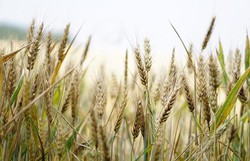 Brasil terá autossuficiência na produção de trigo, diz Bolsonaro (Foto: Reprodução/Pixabay)