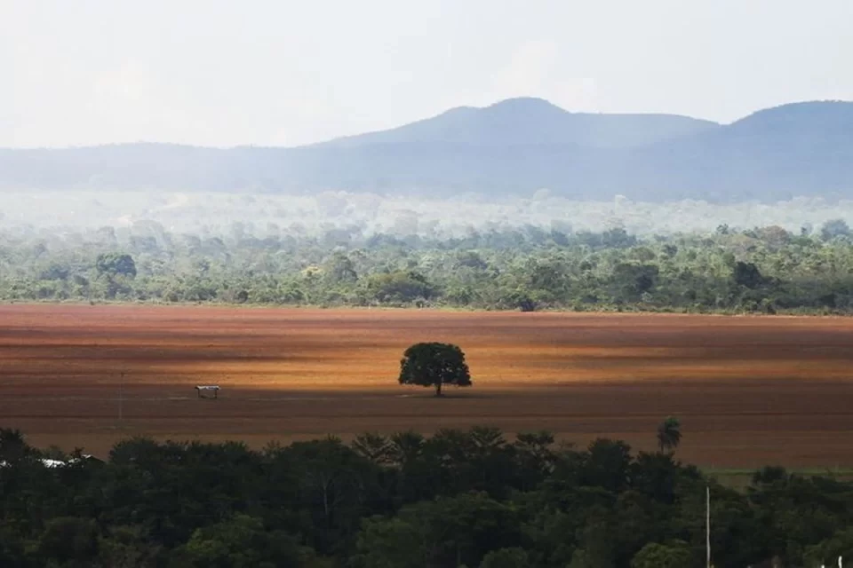 Em novembro, o Cerrado teve 571,61 quilômetros quadrados desmatados (Foto: Marcelo Camargo/Agência Brasil
)