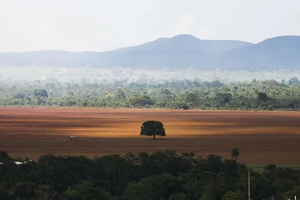 Em novembro, o Cerrado teve 571,61 quilmetros quadrados desmatados (Foto: Marcelo Camargo/Agncia Brasil
)