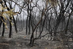Incêndios florestais deixam ao menos 38 mortos na Argélia (Foto: AFP)