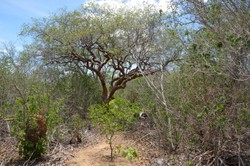 Caatinga  bioma exclusivo do Brasil 