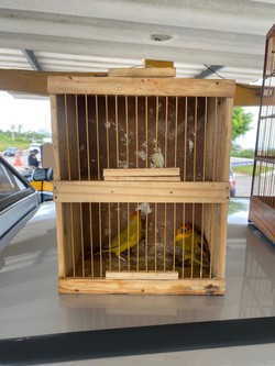 Vinte e quatro pssaros so resgatados em carro no Agreste  (Foto: PRF)