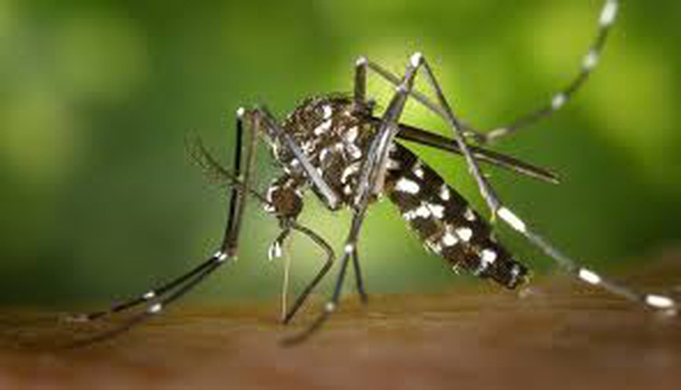 Aedes aegypti transmite arboviroses (Foto: Arquivo )