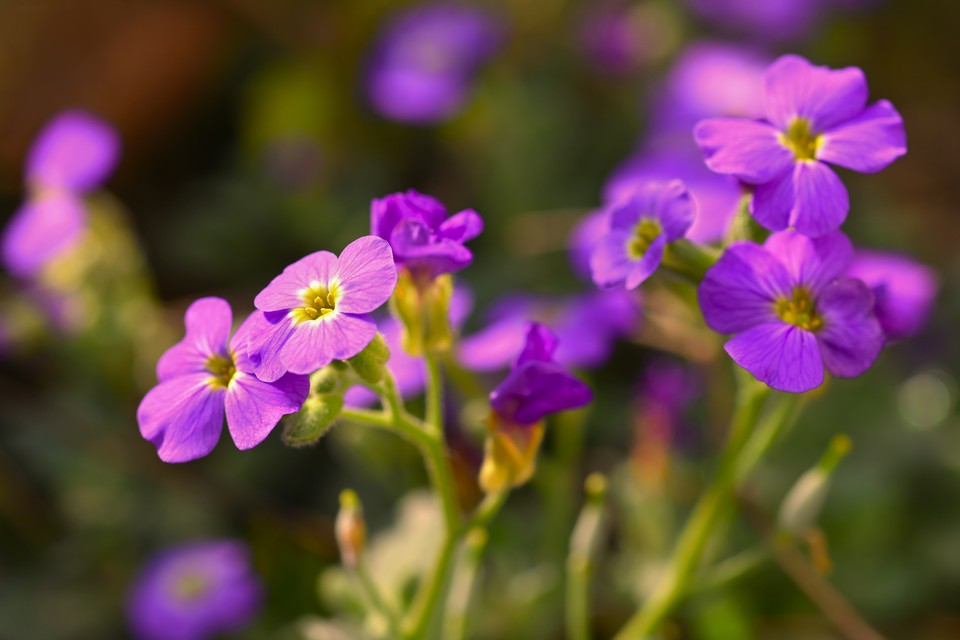 Phlox da montanha, flor nativa da Amrica do Norte (Pexels)