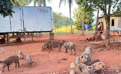 Porcos devoram corpo de caseiro morto em Goi�s  (foto: PC-GO)