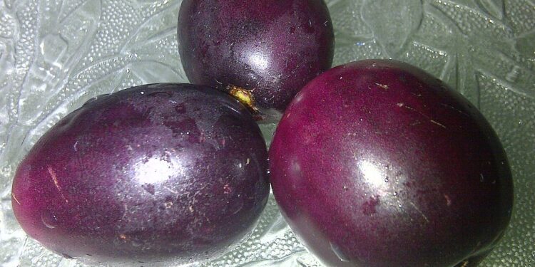 Fruta roxa com gosto de tutti-frutti cresce rápido e atrai pássaros para o quintal