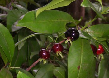 Fruta brasileira lembra mistura de pitanga com jabuticaba e cresce até em quintais pequenos