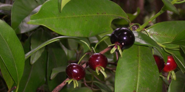 Fruta brasileira lembra mistura de pitanga com jabuticaba e cresce até em quintais pequenos