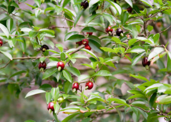 Árvore nativa produz frutinhas vermelhas que parecem cerejas e pode ser cultivada em casa