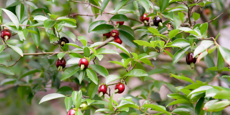 Árvore nativa produz frutinhas vermelhas que parecem cerejas e pode ser cultivada em casa