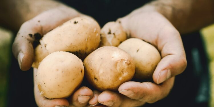 Ele vendia batatas e agora comprou uma grande empresa gaúcha