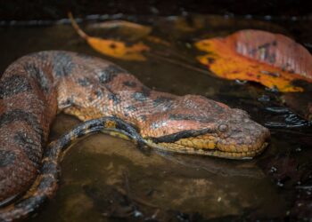 Cobra gigante faz as outras parecerem uma minhoca de jardim