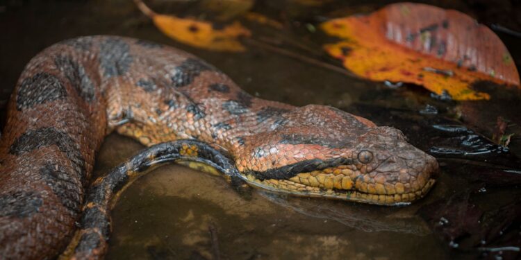 Cobra gigante faz as outras parecerem uma minhoca de jardim