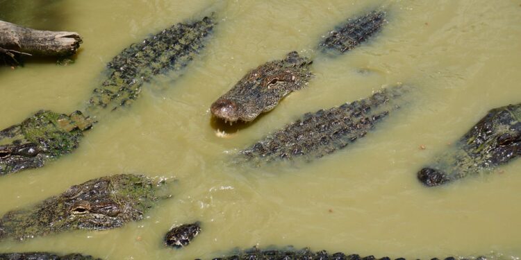 Cidade misteriosa tem mais jacarés do que pessoas no Brasil