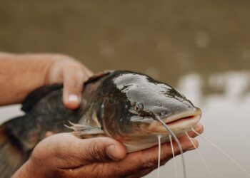Cientistas descobriram novo câncer transmitido em peixe de água doce