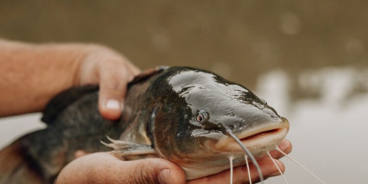 Cientistas descobriram novo câncer transmitido em peixe de água doce