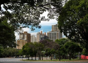 Especialistas elegem a árvore que faz mais sombra nas ruas e calçadas