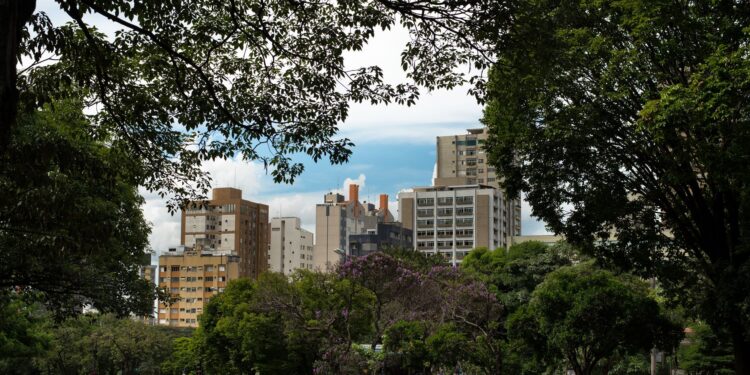 Especialistas elegem a árvore que faz mais sombra nas ruas e calçadas