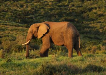 Após 40 anos de trabalho, o último elefante que sobrou pode correr e brincar em santuário