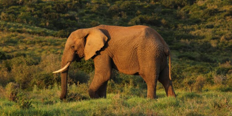 Após 40 anos de trabalho, o último elefante que sobrou pode correr e brincar em santuário