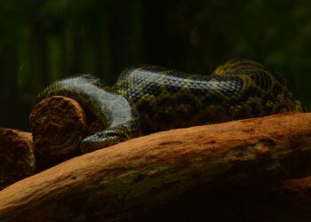 Maior cobra do Brasil não quebra ossos e apenas estrangula vasos sanguíneos