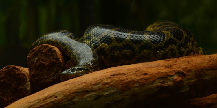 Maior cobra do Brasil não quebra ossos e apenas estrangula vasos sanguíneos