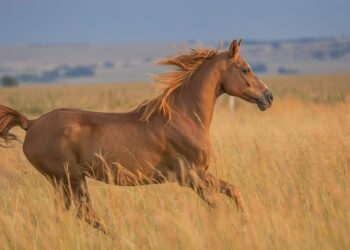 Cavalo mais caro do Brasil custou R$ 160 milhões e pertence a cantor sertanejo