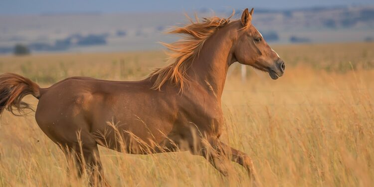 Cavalo mais caro do Brasil custou R$ 160 milhões e pertence a cantor sertanejo
