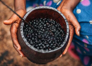 Adeus açaí fruto palmeira nativa
