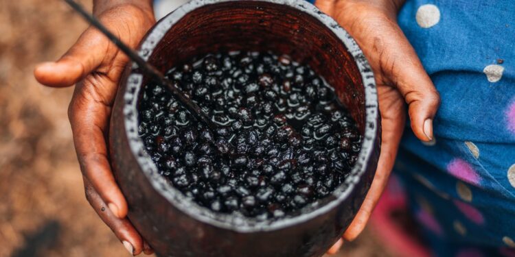 Adeus açaí fruto palmeira nativa