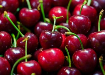 Adeus cereja fruta brasileira nasce