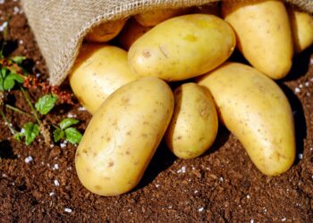Agricultor ficou mil toneladas batatas