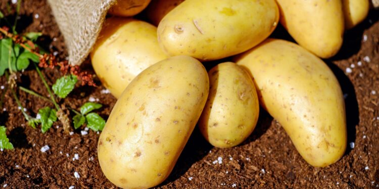Agricultor ficou mil toneladas batatas