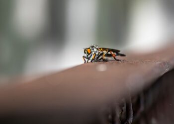 Colocar algodão óleo hortelã perto