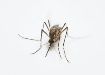 Colocar alho borrifador afastar mosquitos
