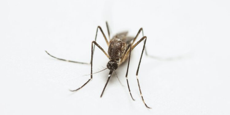 Colocar alho borrifador afastar mosquitos