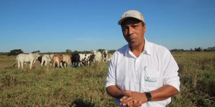 Brilhou brasileira hoje passa administrando