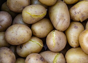 Fazenda ficou milhões quilos batatas